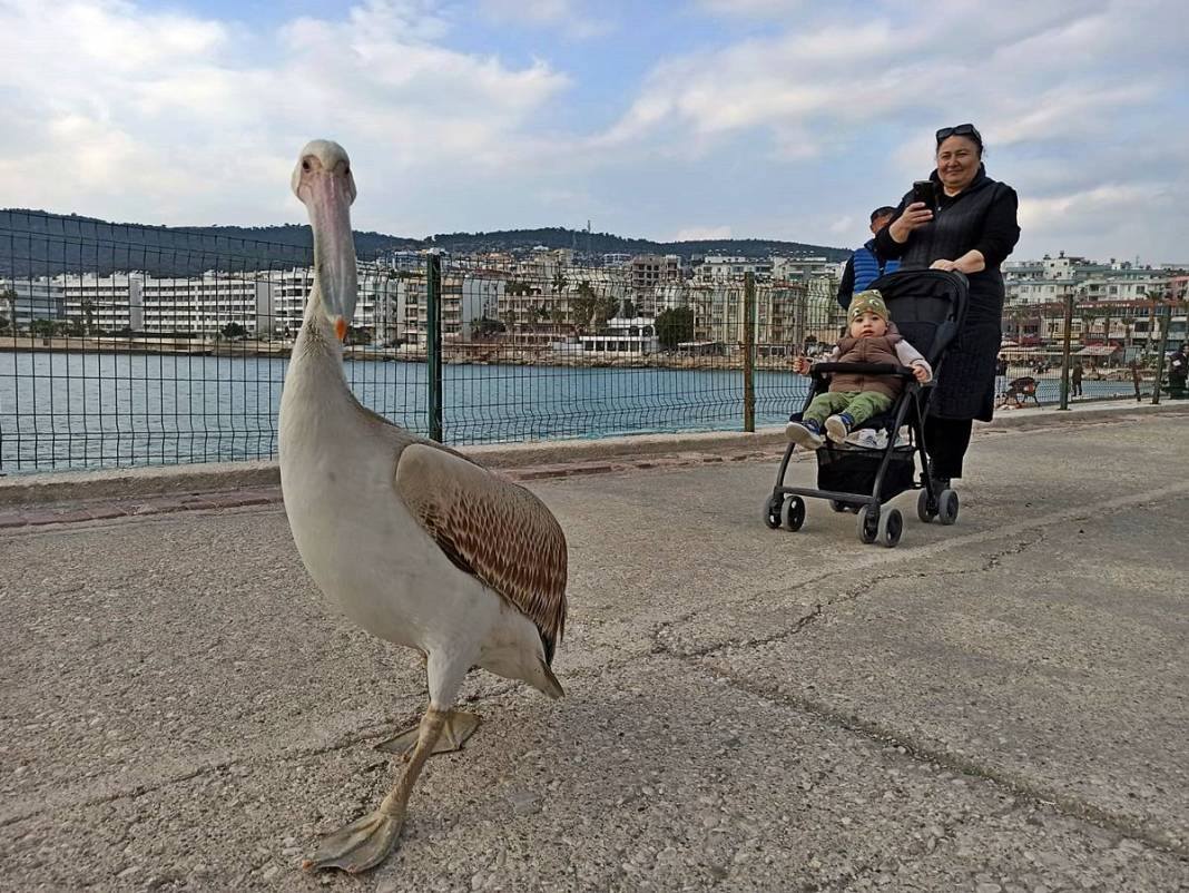 Bir anda sahilde belirdi, görenler telefona sarıldı! O kentin adeta maskotu oldu 10